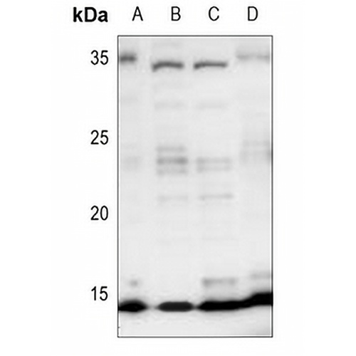 Histone H4 Rabbit Polyclonal Antibody