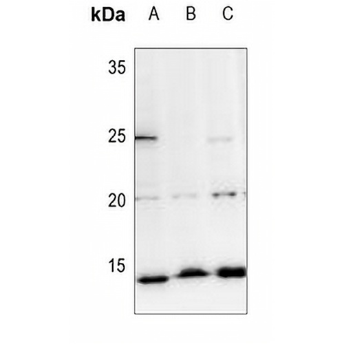 Histone H2A Rabbit Polyclonal Antibody
