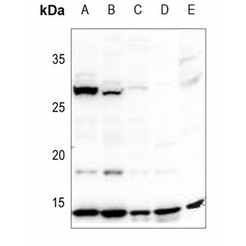 Histone H2A Rabbit Polyclonal Antibody