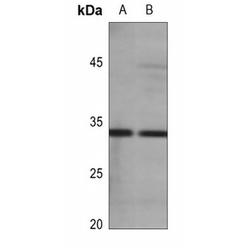 Aquaporin 3 Rabbit Polyclonal Antibody