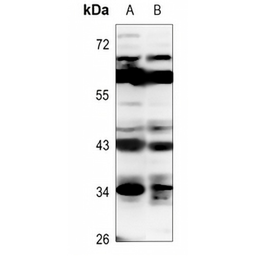CD83 Rabbit Polyclonal Antibody