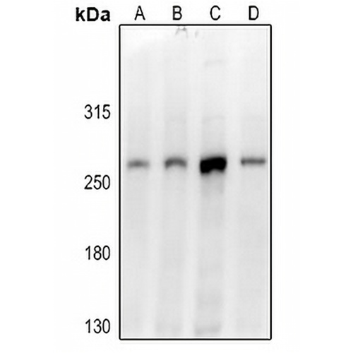 Dicer Rabbit Polyclonal Antibody
