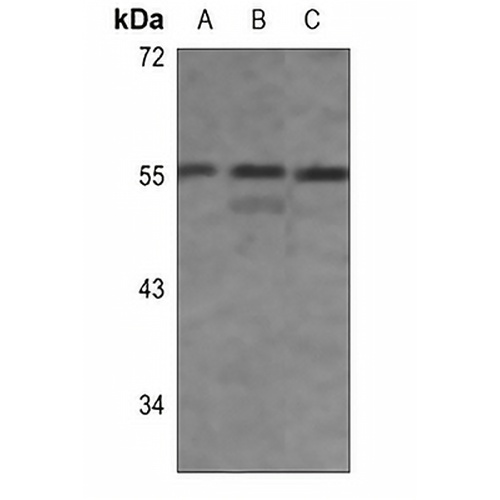 IRF3 (Phospho-S396) Rabbit Polyclonal Antibody
