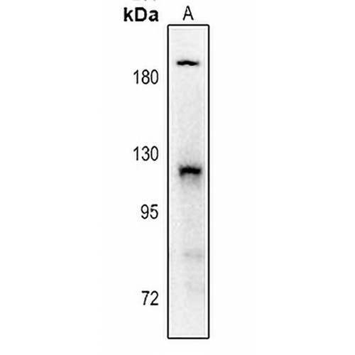 PDGFR alpha (Phospho-Y754) Rabbit Polyclonal Antibody