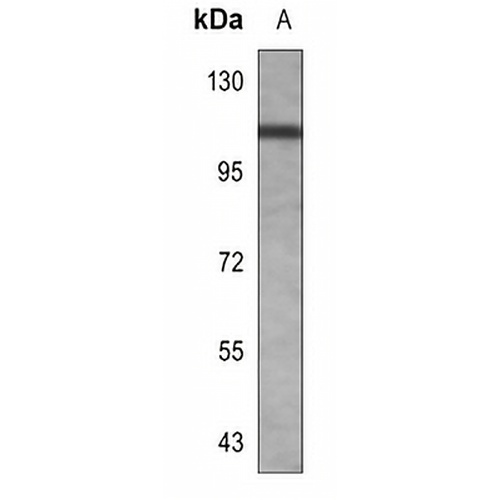 CD106 Rabbit Polyclonal Antibody