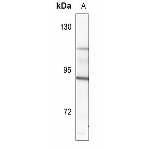 CD114 Rabbit Polyclonal Antibody