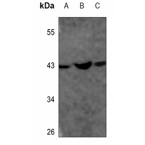 CD294 Rabbit Polyclonal Antibody