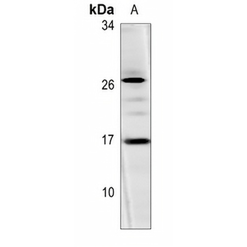 Histone H3 Rabbit Polyclonal Antibody
