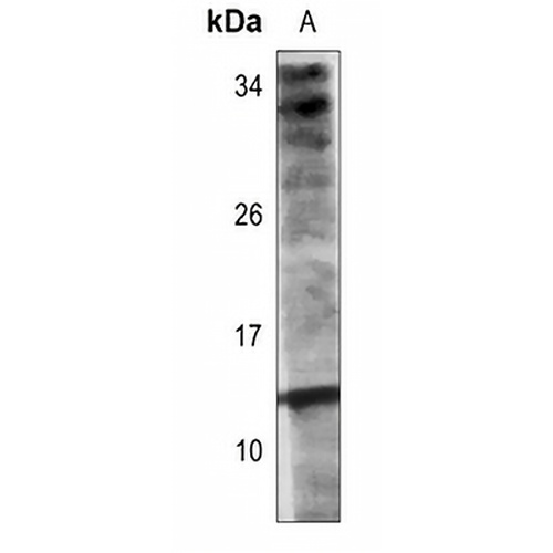Histone H2A.Z (Acetyl-K13) Rabbit Polyclonal Antibody