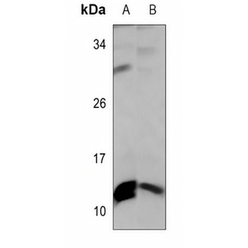 Histone H4 (MonoMethyl-R17) Rabbit Polyclonal Antibody