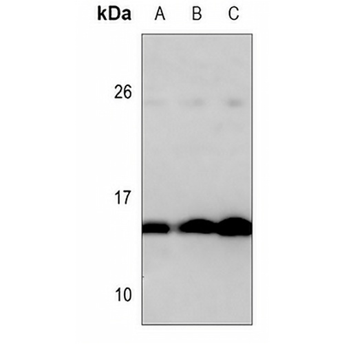 Histone H2A Rabbit Polyclonal Antibody