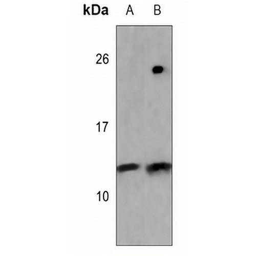 Histone H2B Rabbit Polyclonal Antibody
