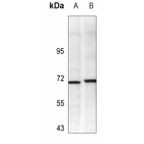 Ku70 Rabbit Polyclonal Antibody