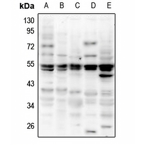 NeuN Rabbit Polyclonal Antibody