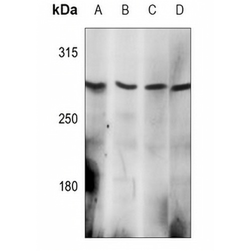 EPG5 Rabbit Polyclonal Antibody