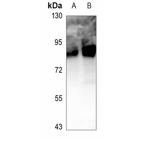 MSK1 (Phospho-S360) Rabbit Polyclonal Antibody