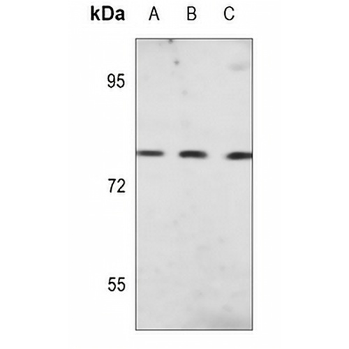 JIP1 (Phospho-T103) Rabbit Polyclonal Antibody