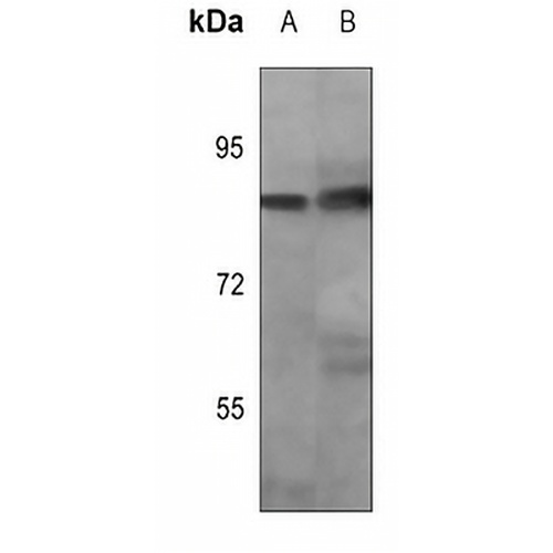 OCT1 (Phospho-S385) Rabbit Polyclonal Antibody