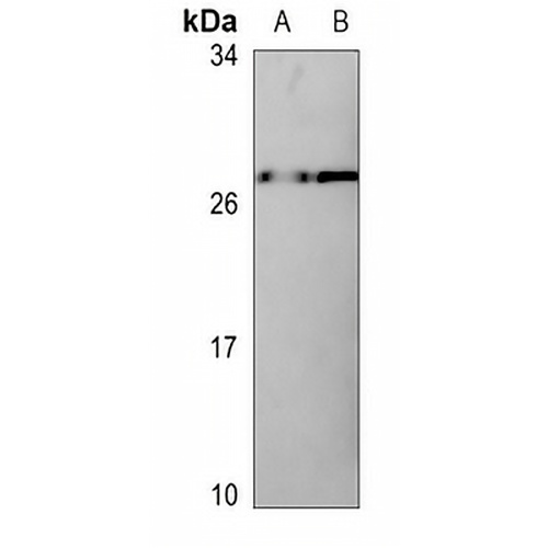Claudin 7 (Phospho-Y210) Rabbit Polyclonal Antibody
