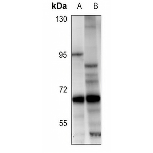 RELB Rabbit Polyclonal Antibody