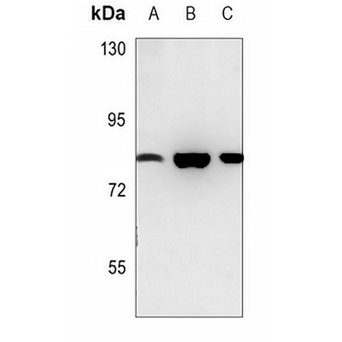 Enterokinase Rabbit Polyclonal Antibody