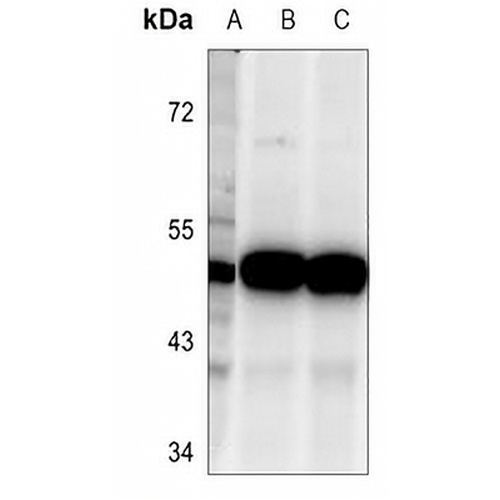 TSSC1 Rabbit Polyclonal Antibody