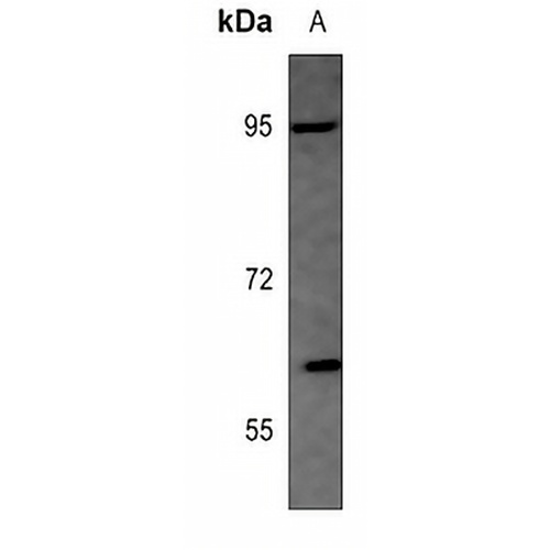 Shugoshin 1 Rabbit Polyclonal Antibody