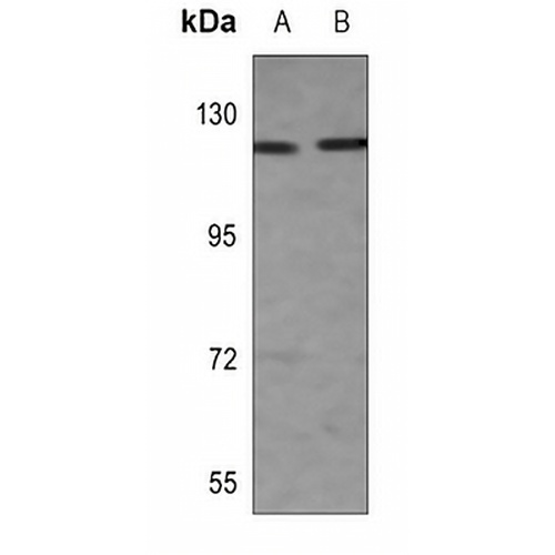 RIN3 Rabbit Polyclonal Antibody