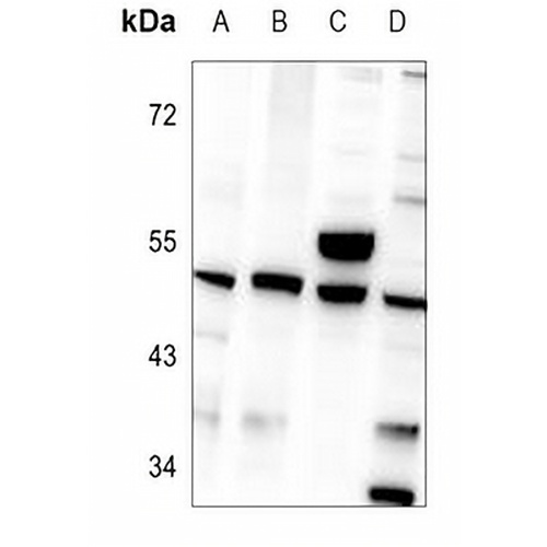 Zhangfei Rabbit Polyclonal Antibody