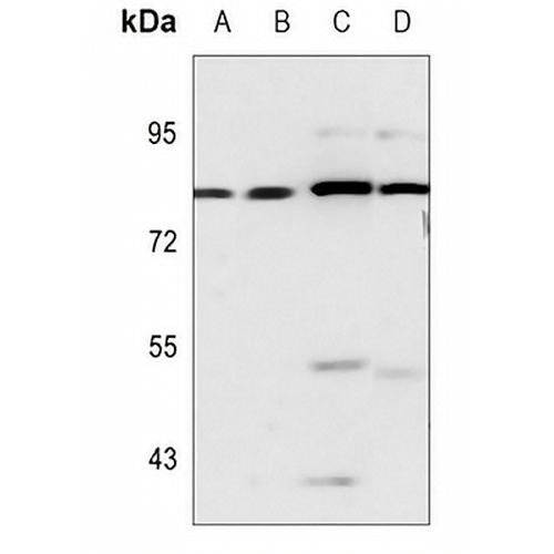 RBAK Rabbit Polyclonal Antibody