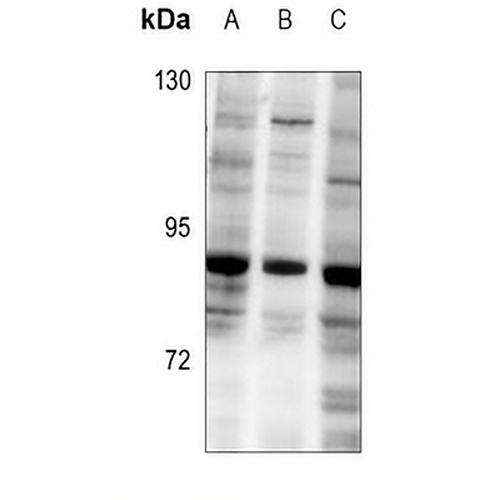 GTF3C4 Rabbit Polyclonal Antibody