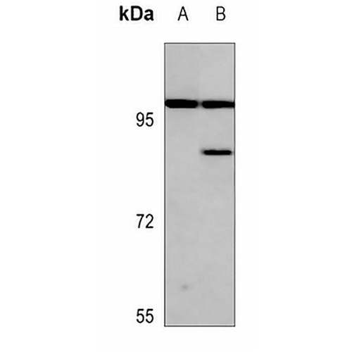 AKAP 2 Rabbit Polyclonal Antibody
