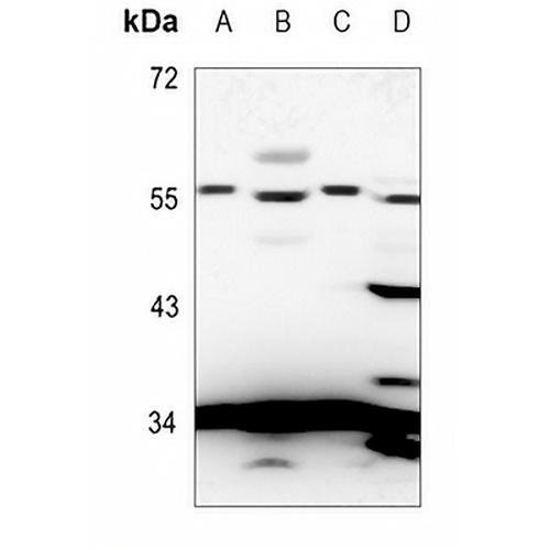 5-HT5A Rabbit Polyclonal Antibody