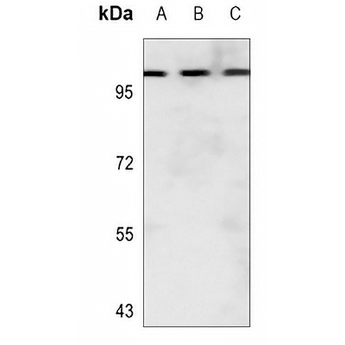 Collagen 25 alpha 1 Rabbit Polyclonal Antibody