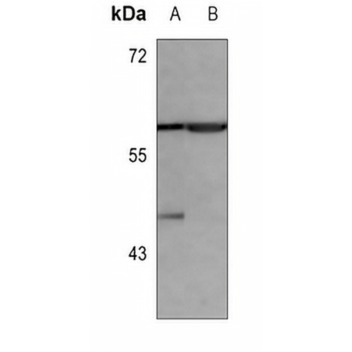 Cytochrome P450 1A2 Rabbit Polyclonal Antibody