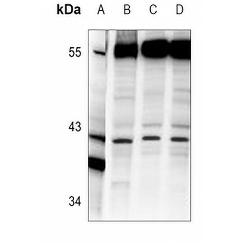 AIFM2 Rabbit Polyclonal Antibody