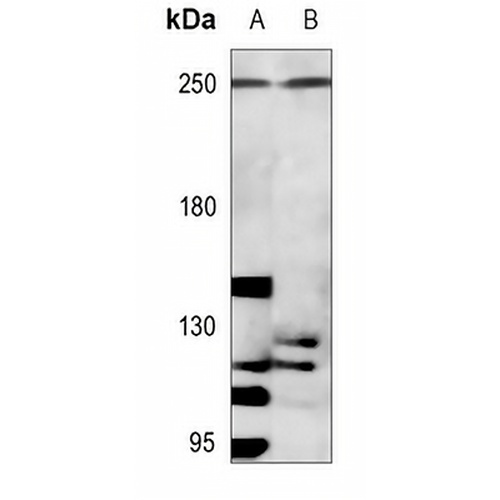 p220 Rabbit Polyclonal Antibody