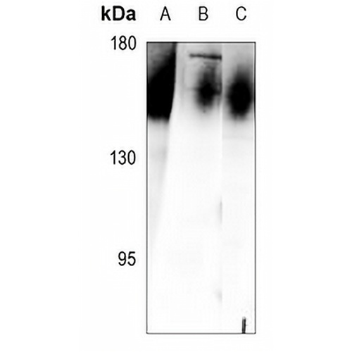IL-17RA Rabbit Polyclonal Antibody