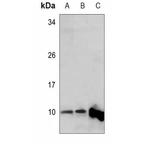 MRPL34 Rabbit Polyclonal Antibody