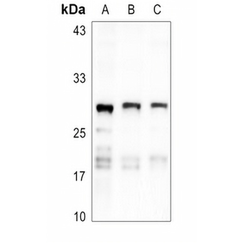 MRPL9 Rabbit Polyclonal Antibody