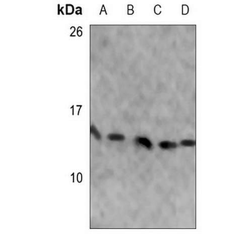 RPS25 Rabbit Polyclonal Antibody