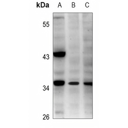 ATP12 Rabbit Polyclonal Antibody