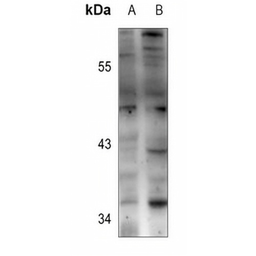 BCL2L12 Rabbit Polyclonal Antibody