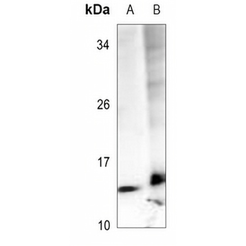 BRP44 Rabbit Polyclonal Antibody