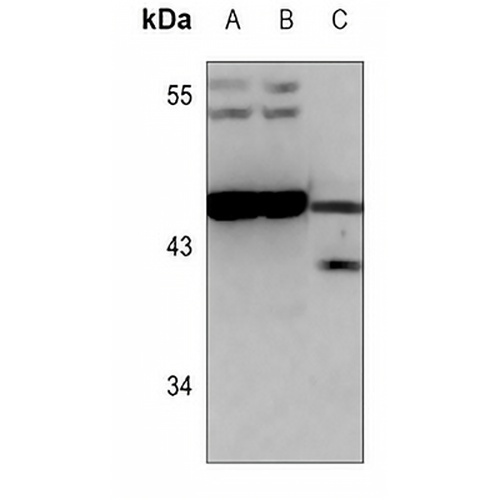 BEND4 Rabbit Polyclonal Antibody