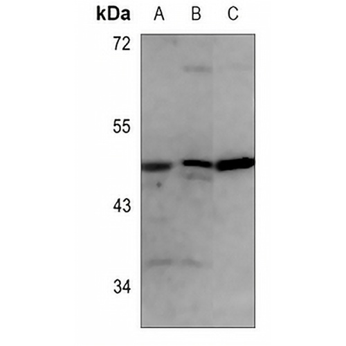 EIF5 Rabbit Polyclonal Antibody