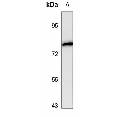 NOX5 Rabbit Polyclonal Antibody