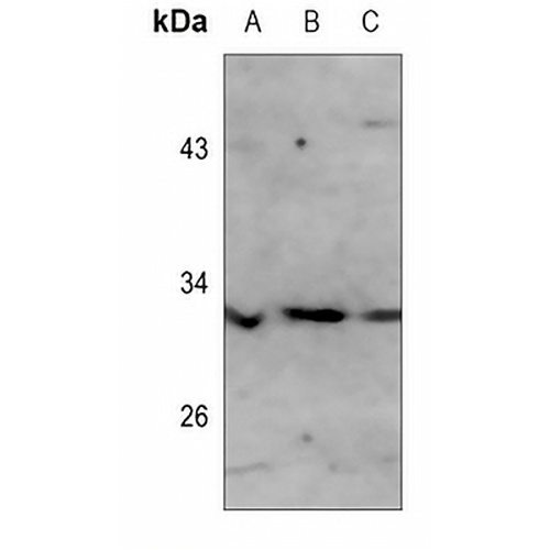 PI-TP alpha Rabbit Polyclonal Antibody