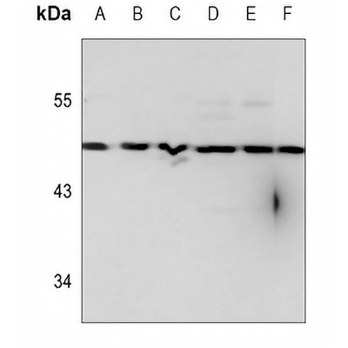 RFPL1 Rabbit Polyclonal Antibody