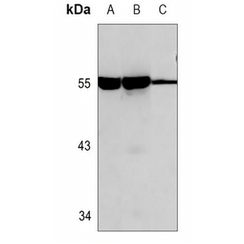 SHB Rabbit Polyclonal Antibody